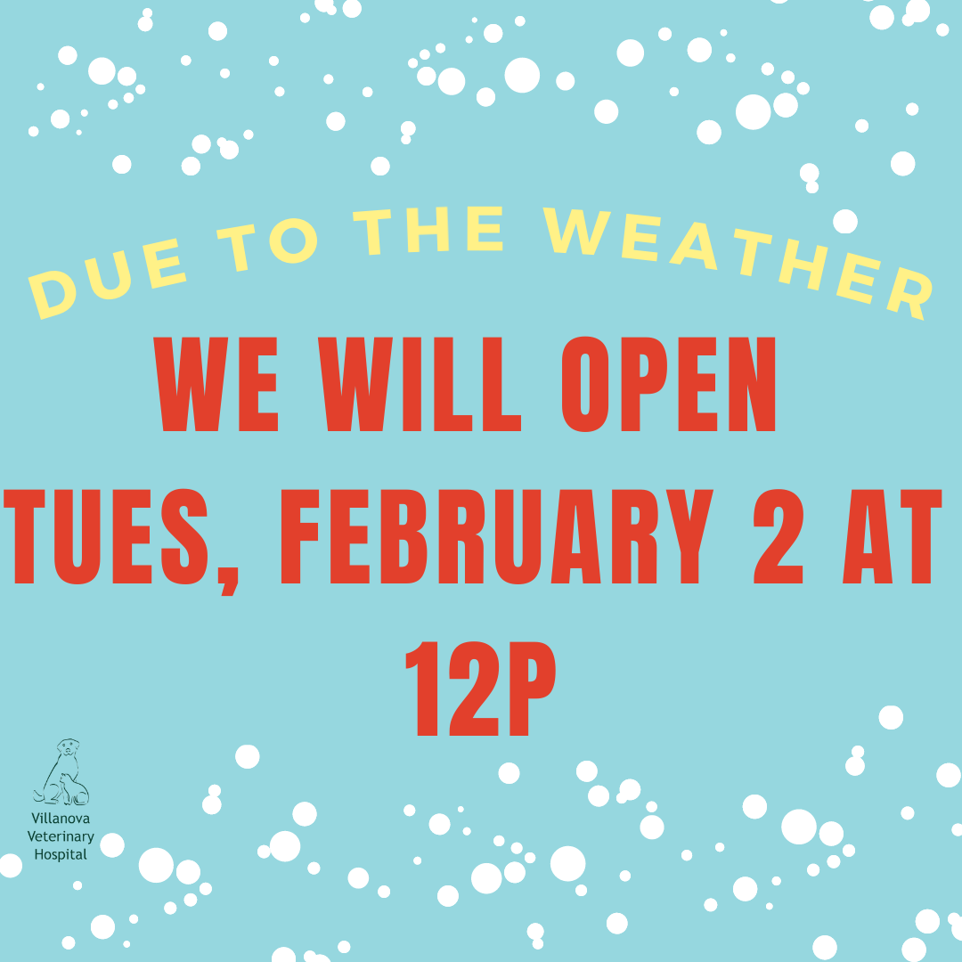 Blue background with red text "VVH will open Tues Feb 2 sat 12p"