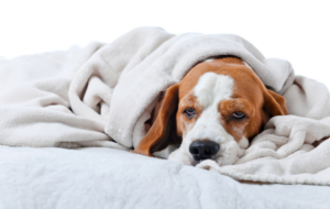 Subdued looking white and copper dog laying under white blanket